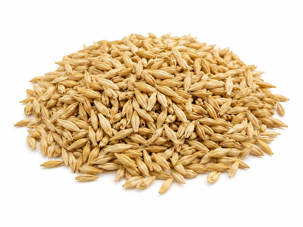 Barley