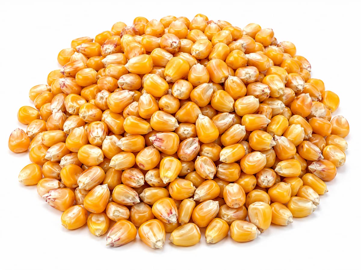 Corn